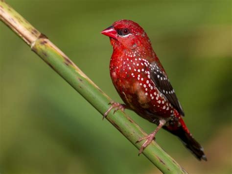 strawberry finch figgerits|7 Most Popular Types Of Finches To Keep As Pets.